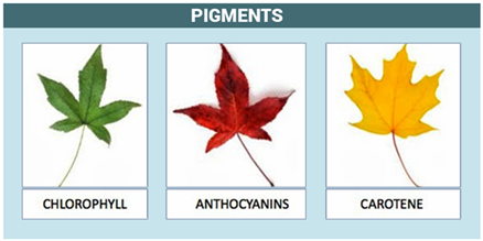 how do red leaves photosynthesize - biological pigments