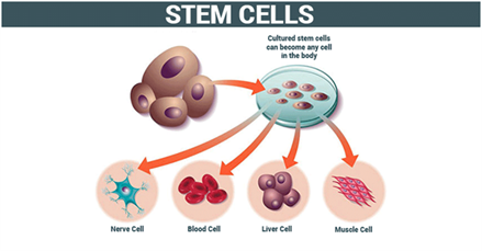 stem cell toys