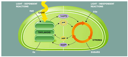 Light Dependent Reactions Flow Chart