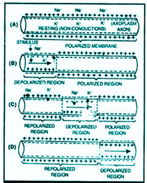 Mechanism of Transmission of Nerve Impulse Mechanism of Transmission of Nerve Impulse