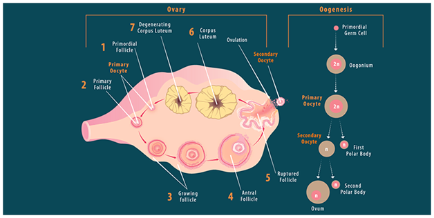 Female reproductive system - Simple English Wikipedia, the free encyclopedia