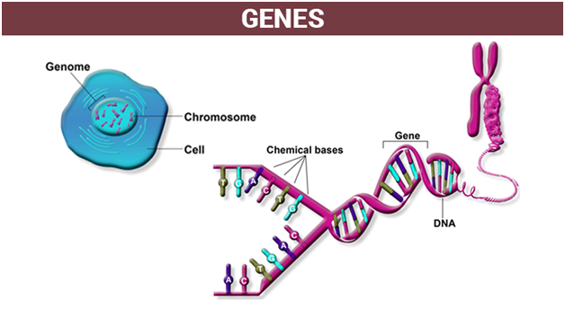 Gene Regulation An Overview Of Gene Expression And Regulation