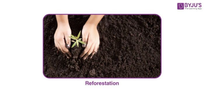 Reforestation