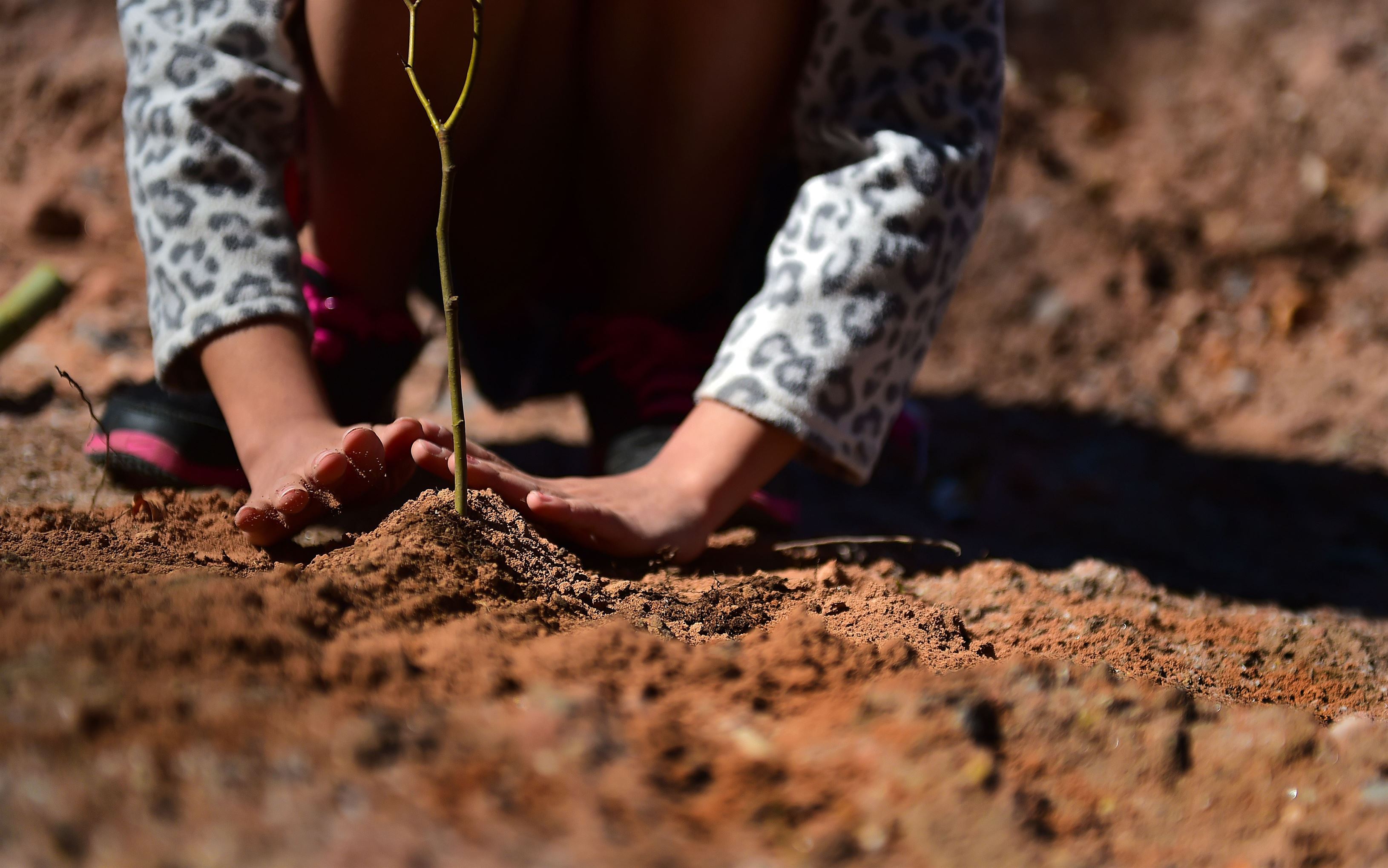 Reforestation