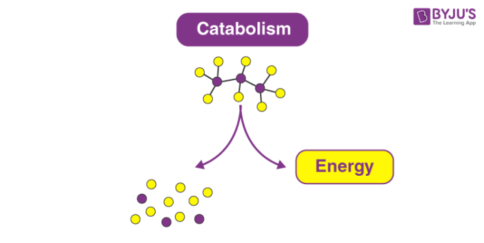 Catabolism