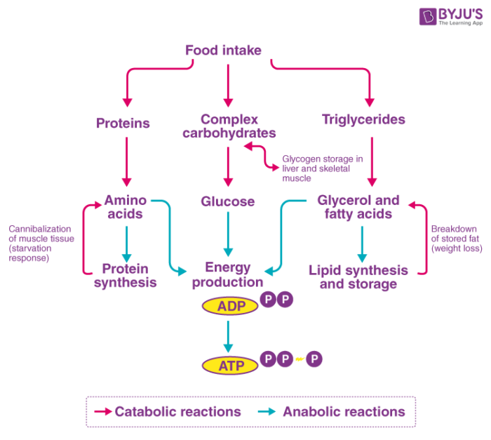 catabolic processes