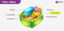 Cell wall diagram with labels