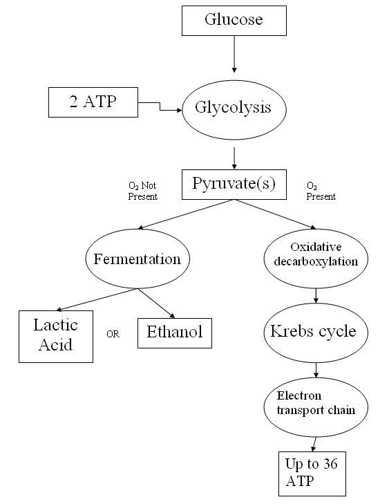 Respiration- Types and Phases Of Respiration In Organisms