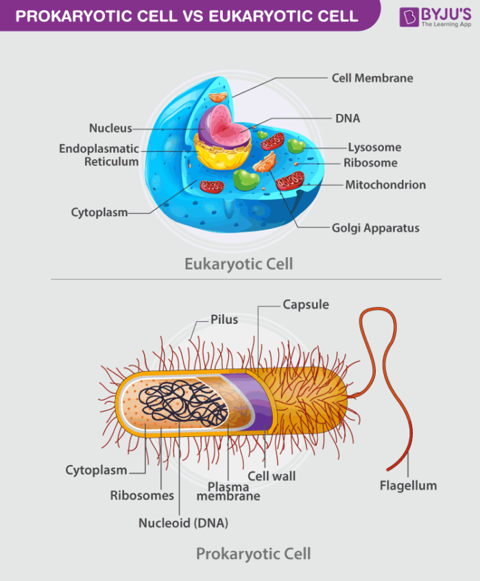 useful microorganisms