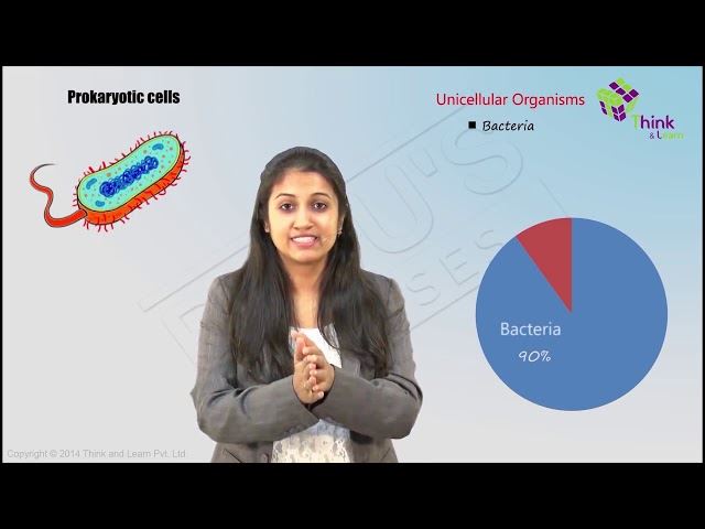 similarities between prokaryotic and eukaryotic cells essay