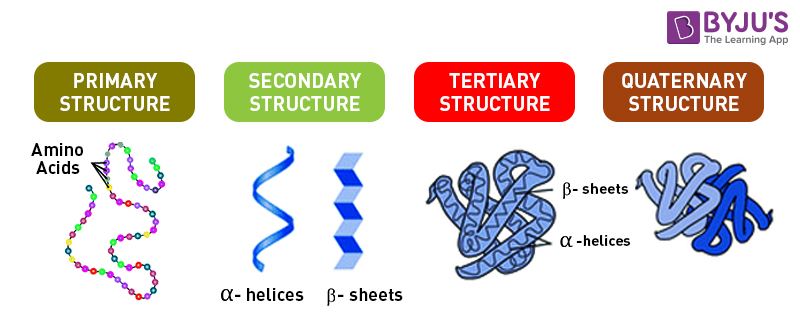 primary structure of proteins