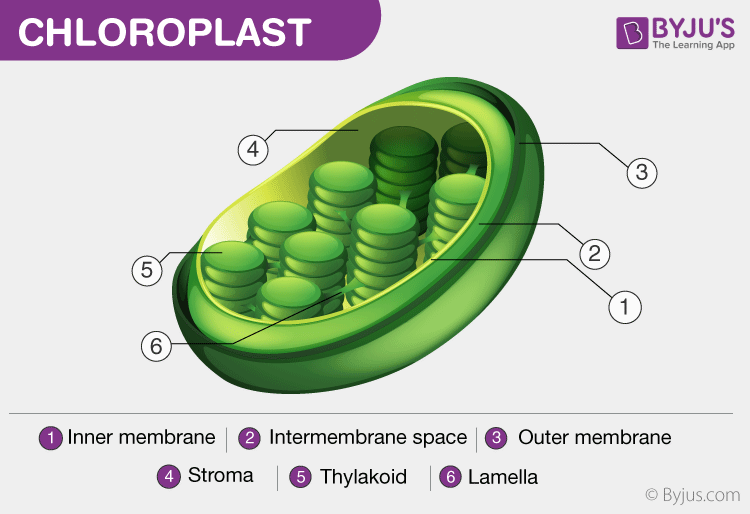 chloroplasts diagram