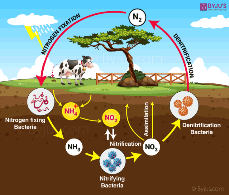 nitrogen uses in everyday life