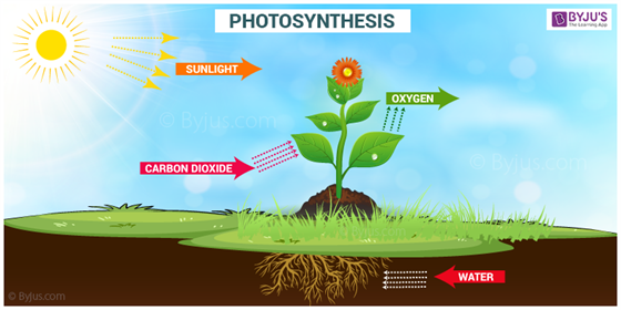 Photosynthesis Photosynthesis