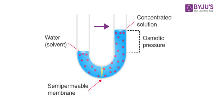 Reverse Osmosis (RO) - Definition, Working Principle, Process, Experiment,  Advantages, Disadvantages of Reverse Osmosis.