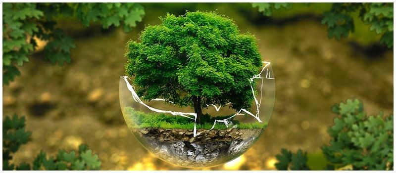 What is Ecology? - Types, Importance And Examples Of Ecology