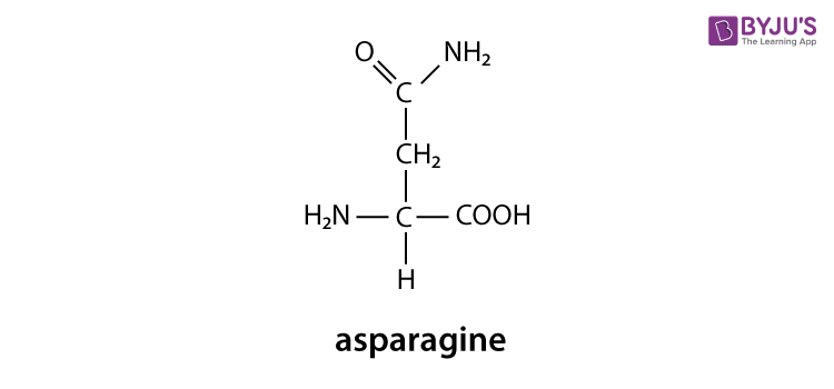 Asparagine Structure Functions Sources And Properties