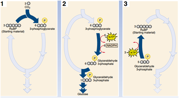 Calvin cycle