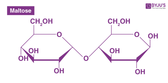 Disaccharides - Maltose