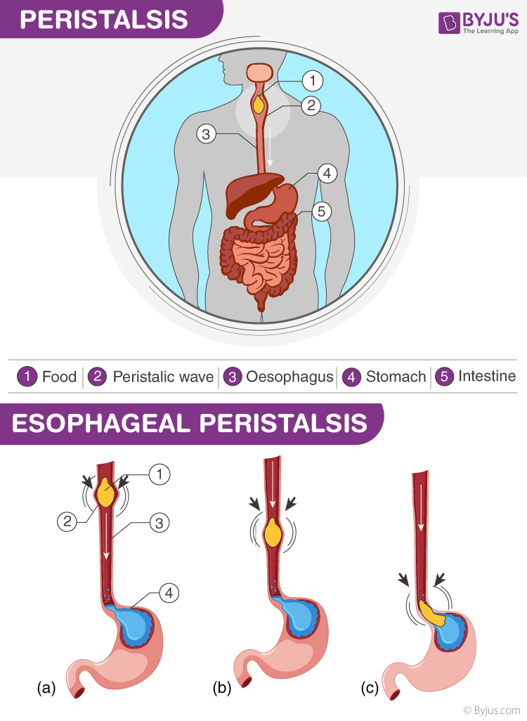 Peristalsis