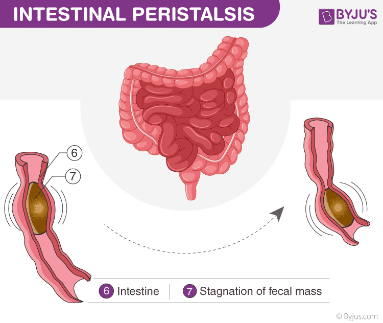 Intestinal Peristalsis