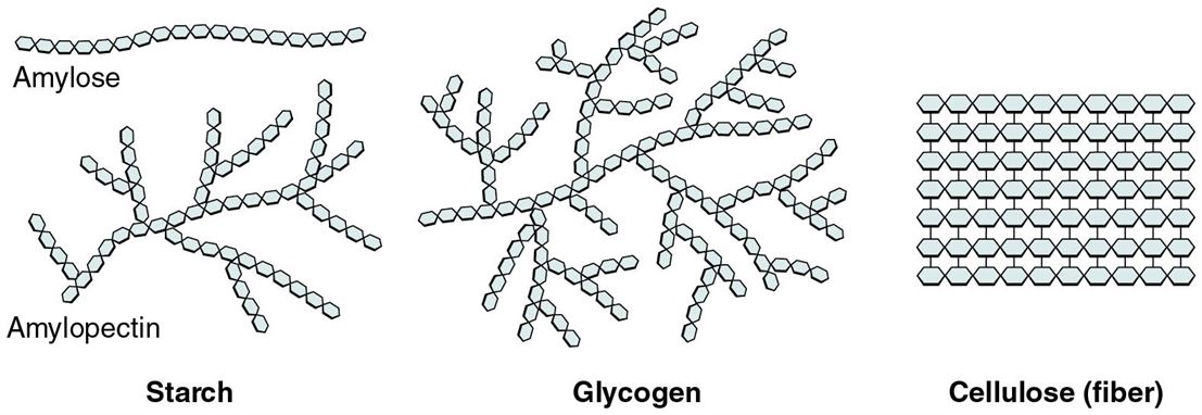 Polysaccharides