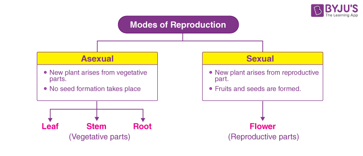 Reproduction Different Modes Of Plant Reproduction 1