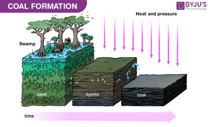 Coal Formation