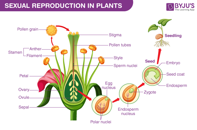 Reproduction Different Modes Of Plant Reproduction Byju S