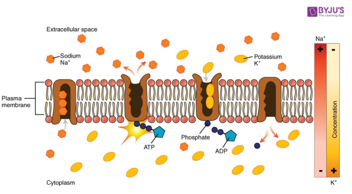 Sodium Potassium Pump