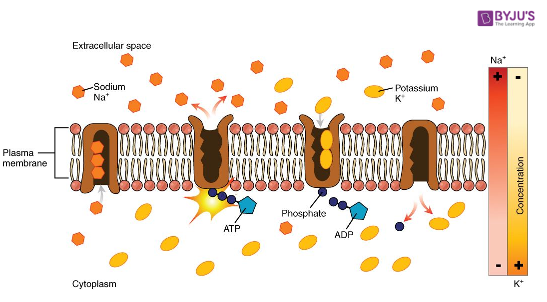Organic Uses Of Sodium And Potassium Sodium Potassium Pump organic-uses-of-sodium-and-potassium-sodium-potassium-pump