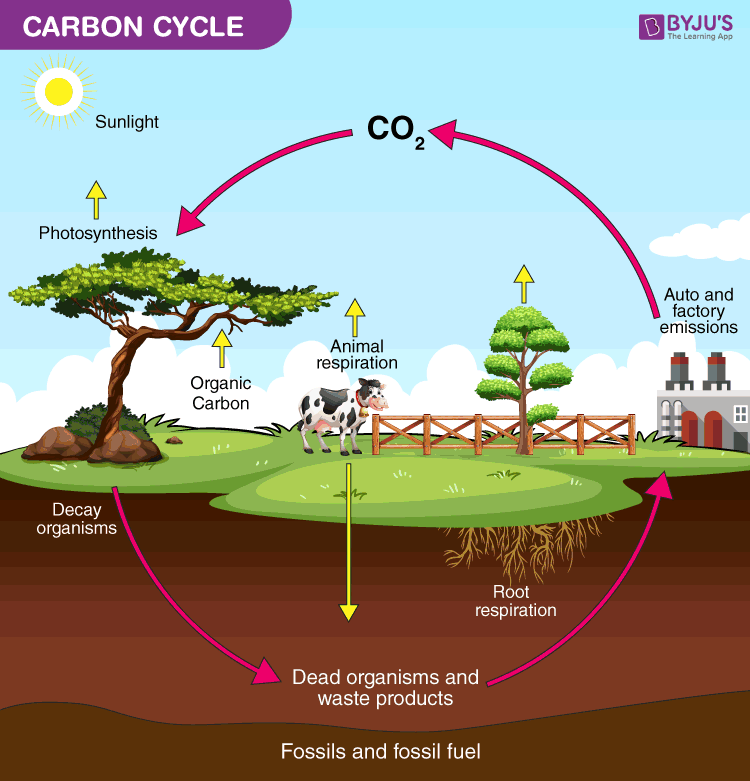 Carbon Cycle Diagram Explained