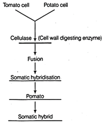 protein synthesis flow chart worksheet answers