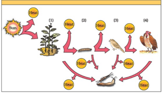 Trophic levels