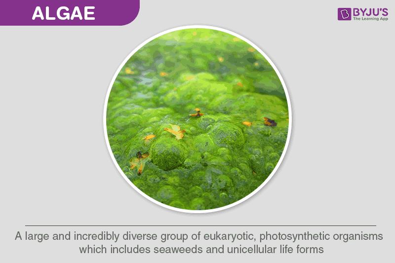 green algae plant