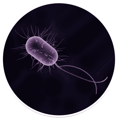 Bacteria and Archaea Bacteria and Archaea