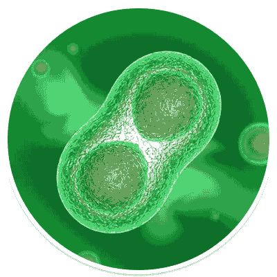 Cell Division Cell Division
