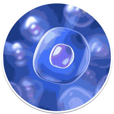 Cellular Respiration Cellular Respiration