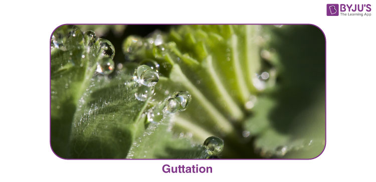 Guttation