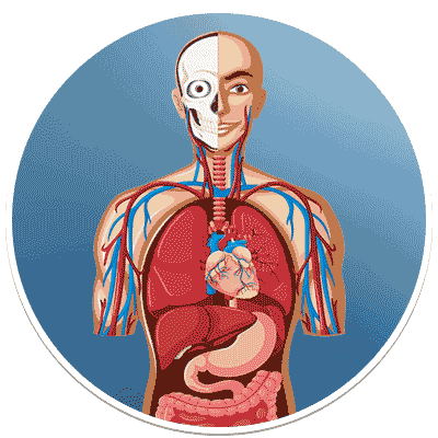 Human Anatomy Human Anatomy