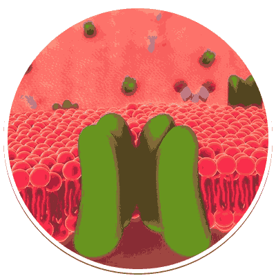 Membranes and Transport Membranes and Transport