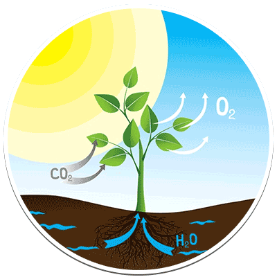 Photosynthesis Photosynthesis