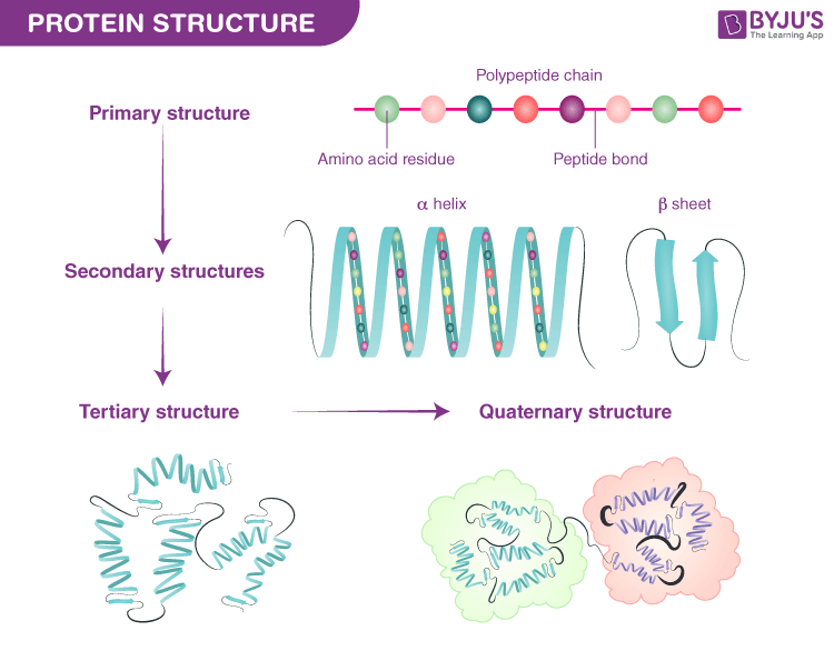 The Basics of Protein - Its Structure and Functions