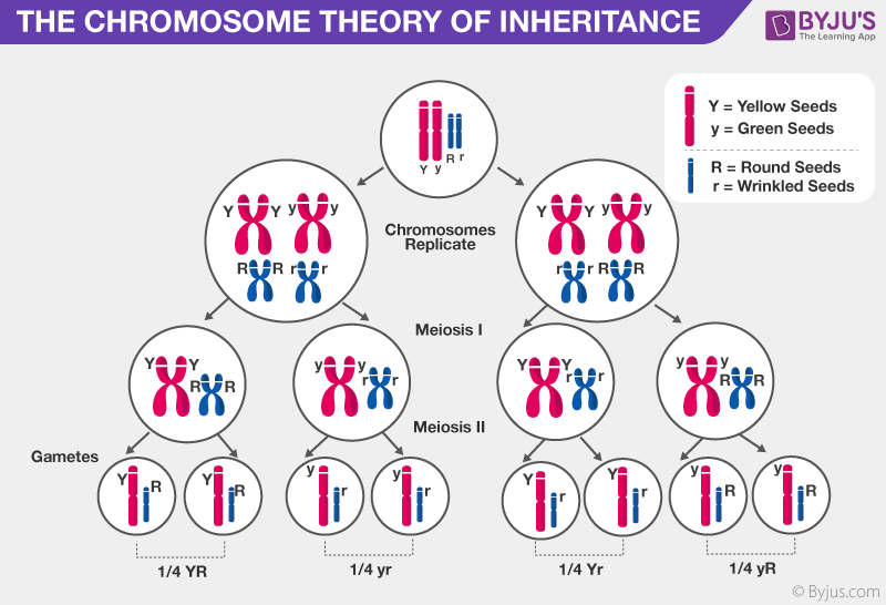 write a hypothesis that describes the mode of inheritance