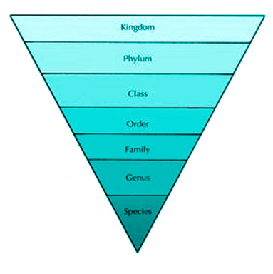 Hierarchy The Taxonomic Classification Of Living Organisms - Gambaran