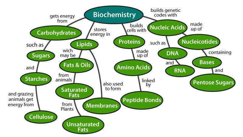 Biomolecules in Living Organisms- The Four Types Of Biomolecules