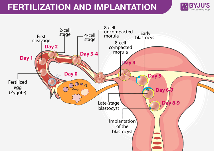 Fertilization Implantation An Overview Of Fertilization In Humans