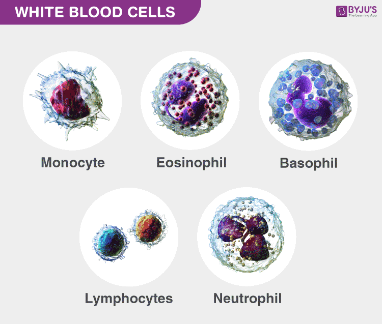 White Blood Cell Diagram