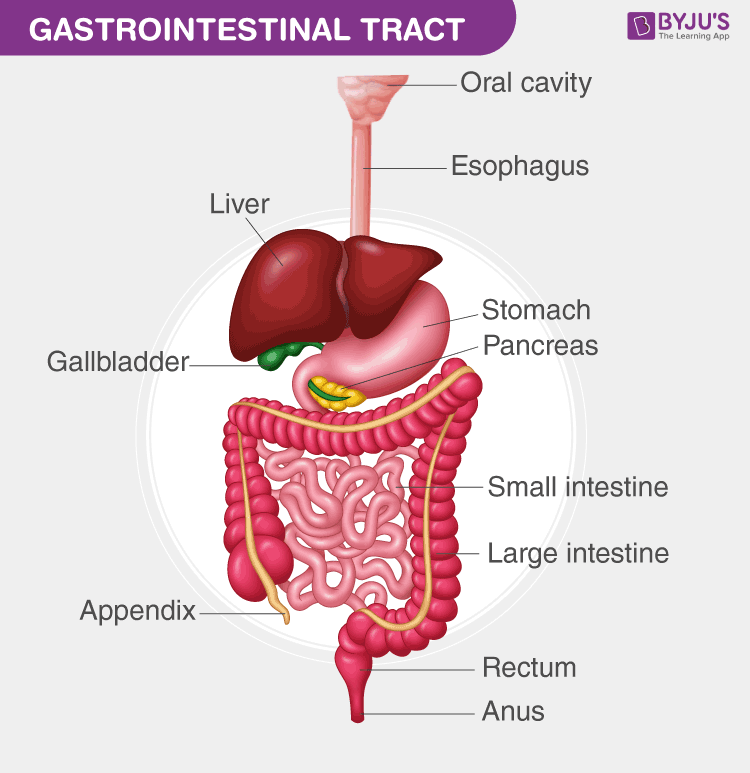 digestive system diagram and functions