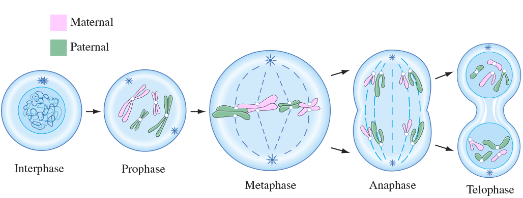 Mitosis Process And Different Stages Of Mitosis In Cell Division